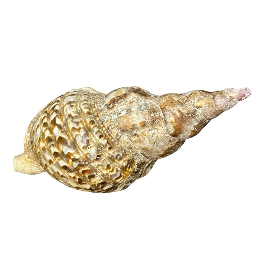 Large Spiny Triton Sea Shell – Natural Coastal Decor